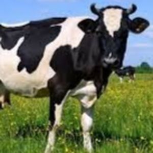 Meet your Posher, Dean